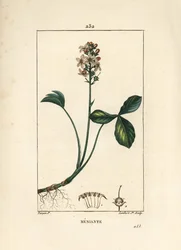 Fieberklee, Menyanthes trifoliata. Handkolorierter Kupferstich von Lambert Junior nach einer Zeichnung von Pierre Jean-Francois Turpin aus Chaumeton, Poiret und Chamberet