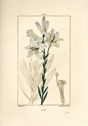 Weiße Lilie, Lilium candidum. Handkolorierter Kupferstich von Lambert Junior nach einer Zeichnung von Pierre Jean-Francois Turpin aus Chaumeton, Poiret und Chamberet