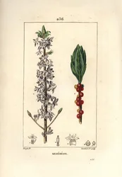 Seidelbast, Daphne mezereum. Handkolorierter Kupferstich von Lambert Junior nach einer Zeichnung von Pierre Jean-Francois Turpin aus Chaumeton, Poiret und Chamberet