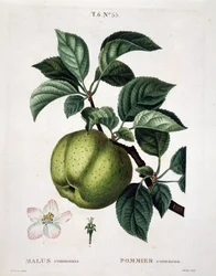 Apfelbaum - in "Nouveau Duhamel du Monceau ou traité des arbres et arbustes qui one cultivate en France", Figuren nach Zeichnungen von P.J. Redouté und P. Bessa, Paris