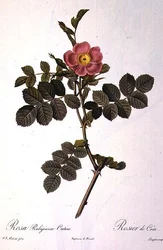 Rosa Rubiginosa Cretica, graviert von Langlois, aus 