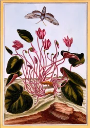Alpenveilchen, 1776