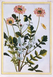 Äthiopische Arcotis (Afrikanische Lilie)