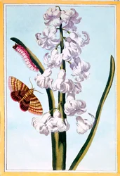 Hyazinthe, veröffentlicht 1776