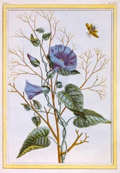 Le Grand Liseron Violet Convovlus, veröffentlicht 1776