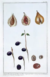 Muskatnuss, ca. 1751-1807