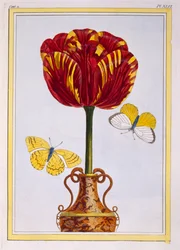 Tulpe 