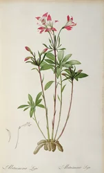 Alstraemeria Ligtu, aus 