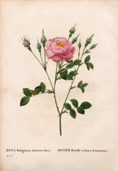 Anemonenblütige Süßbriar-Rose, Rosa rubiginosa