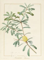 Banksia Marcescens, 1813