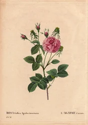 Botanische Tafel, Blume, Rose Sorte: Agathe carnee (Rosa gallica agatha incarnata). Unbekannter Ursprung, Hybridsorte der Rose Gallica Damask. In „Les Roses“, Band 2 von Pierre Joseph Redoute (1759-1840)