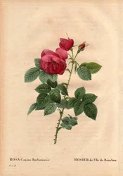 Botanische Tafel, Blume, Rosenvarietät: Bourbon-Insel-Rose (Rosa canina burbonia). Kultiviert 1821 in den Gärten von Neuilly, Frankreich von Monsieur Jacques mit Samen von der Insel Bourbon. In „Les Roses“, Band 2 von Pierre Joseph Redouté (1759-1840)