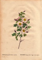 Botanische Tafel, Blume, Rosenvarietät: Pimprenelle-Rose ohne Dornen. In 