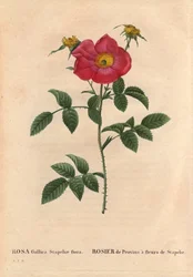 Botanische Tafel, Blume, Rosenvarietät: Provinzrose mit Stapelia-Blüte (Rosa Gallica Stapeliae flora), wahrscheinlich ausgestorbene Art. In „Les Roses“, Band 2 von Pierre Joseph Redouté (1759-1840)