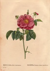 Botanische Tafel, Blume, Rosensorte: Provinzrose mit marmorierten Blüten (Rosa gallica flore marmoreo). Unbekannte Herkunft. In „Les Roses“, Band 2 von Pierre Joseph Redoute (1759-1840)