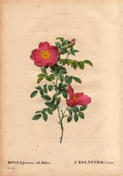 Botanische Tafel, Blume, Rose Sorte: Die Kirsch-Eglantine (Rosa eglanteria sub rubra) verzeichnet in den Gewächshäusern von Monsieur Vilmorin, um 1820 und gewonnen aus den Samen der gelben Rose foetida. In „Les Roses“, Band 2 von Pierre Joseph Redoute