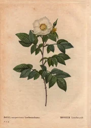 Botanische Tafel, Blume, Rosenvarietät: Die Leschenault-Rose (Rosa sempervirens Leschenaultiana). Entdeckt von Monsieur Leschenault in den Nilgiri (oder Nilagiri oder Nilgiris), auch Blaue Berge Indiens genannt. In der Region Tamil Nadu, vor 1824. In „Les 