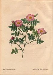 Botanische Tafel, Blume, Rosenvarietät: Buschrose (Rosa dumetorum). Aus der Familie der Hundsrosen aus Europa und Asien, entdeckt vor 1821. In „Les Roses“, Band 2 von Pierre Joseph Redouté (1759-1840)