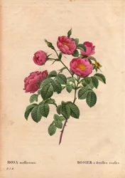 Botanische Tafel, Blume, Rosenvarietät: Rose mit weichen Blättern. (Rosa mollissima flora submultiplici). Rosa mollis Varietät, vor 1821. In „Les Roses“, Band 2 von Pierre Joseph Redouté (1759-1840)