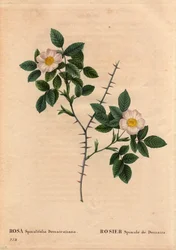Botanische Tafel, Blume, Rose Sorte: Rosier Spinule de Dematra (Rosa spinulifolia dematratiana) entdeckt bei Chatel-sur-Montsalvens, Freiburg, Schweiz von Dean Dematra, Priester von Corbieres, vor 1818. In „Les Roses“