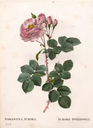 Celeste-Rose, Rosa alba, Sorte Rose Aurore Poniatowska