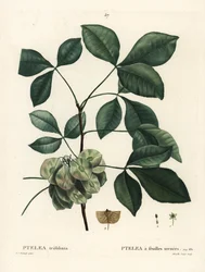 Hopfenbaum, Ptelea trifoliata. Handkolorierter Stich von Mixelle l