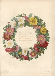 Rosenkranz mit griechischem Motto - Radierung von Charlin, nach einer Illustration von Pierre Joseph Redoute (1759-1840), aus Les Roses.