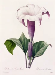 Dature Laevis