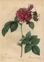 Staubige rosa Rose