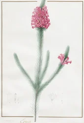Erica Fulgida, 1813