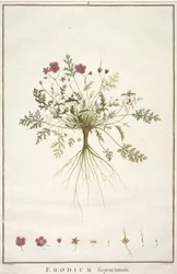 Erodium supracanum, aus Geraniologia, seu Erodii, Pelargonii, Monsoniae et Grieli historia iconibus illustrata, 1787-88