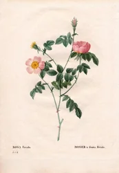 Fetide Fruchtrose. Handkolorierter Kupferstich aus Pierre Joseph Redoutés „Les Roses“, Paris