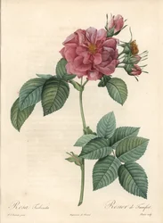 Frankfurter Rosier - Radierung von Bessin, basierend auf einer Illustration von Pierre Joseph Redoute, aus Les Roses