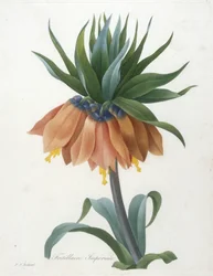 Kaiserkrone, aus „Auswahl der schönsten Blumen und der schönsten Früchte“, 1827