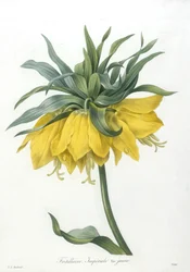 Fritillaire, Imperiale variété jaune, aus Choix Des Plus Belle Fleurs et des Plus Beaux Fruits, 1827