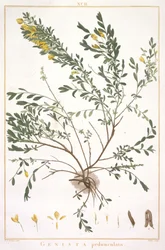 Genista pedunculata, aus Stripes Novae aut Minus Cognitae, 1784