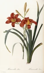 Hemerocallis Fulva - Taglilie