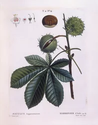 Rosskastanie (Aesculus hippocastanum), Henry Louis Duhamel du Monceau, botanische Tafel von Pierre Joseph Redouté