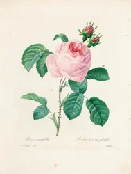 Hundertblättrige Rose, graviert von Langlois, aus 