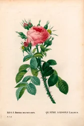 Leliers Vier-Jahreszeiten-Rose. Handkolorierte Kupferstichradierung aus Pierre Joseph Redoutes 