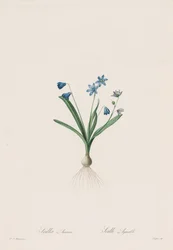 Die Liliengewächse: Scilla amaena