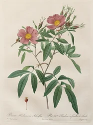 Die Rosen: Rosa Hudsoniana Salicifolia