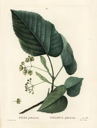 Lindenbaum, Tilia pubescens
