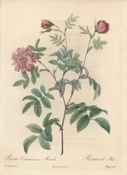 Mairose oder Zimtrose - Radierung von Chapuy, nach einer Illustration von Pierre Joseph Redoute