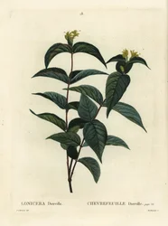 Nördliche Buschgeißblatt, Diervilla lonicera (Lonicera diervilla). Handkolorierter Stich von Du Ruisseau nach einer Illustration von Pierre-Joseph Redouté aus Henri Louis Duhamel du Moncels Traité des Arbres et Arbustes, Paris