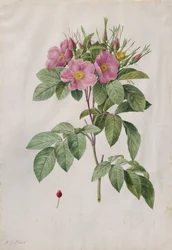 Weiderose (Rosa Carolina Corymbosa)