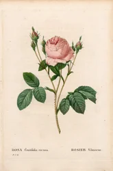 Rosa Vilmorin, Rosa centifolia Vilmorin
