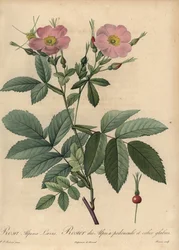 Rosa Alpenrose, Rosa pendulina