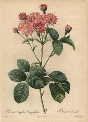 Rosa Nelkenblatt-Rose, Rosa centifolia