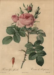 Rosa Hybridrose, Rosa bifera